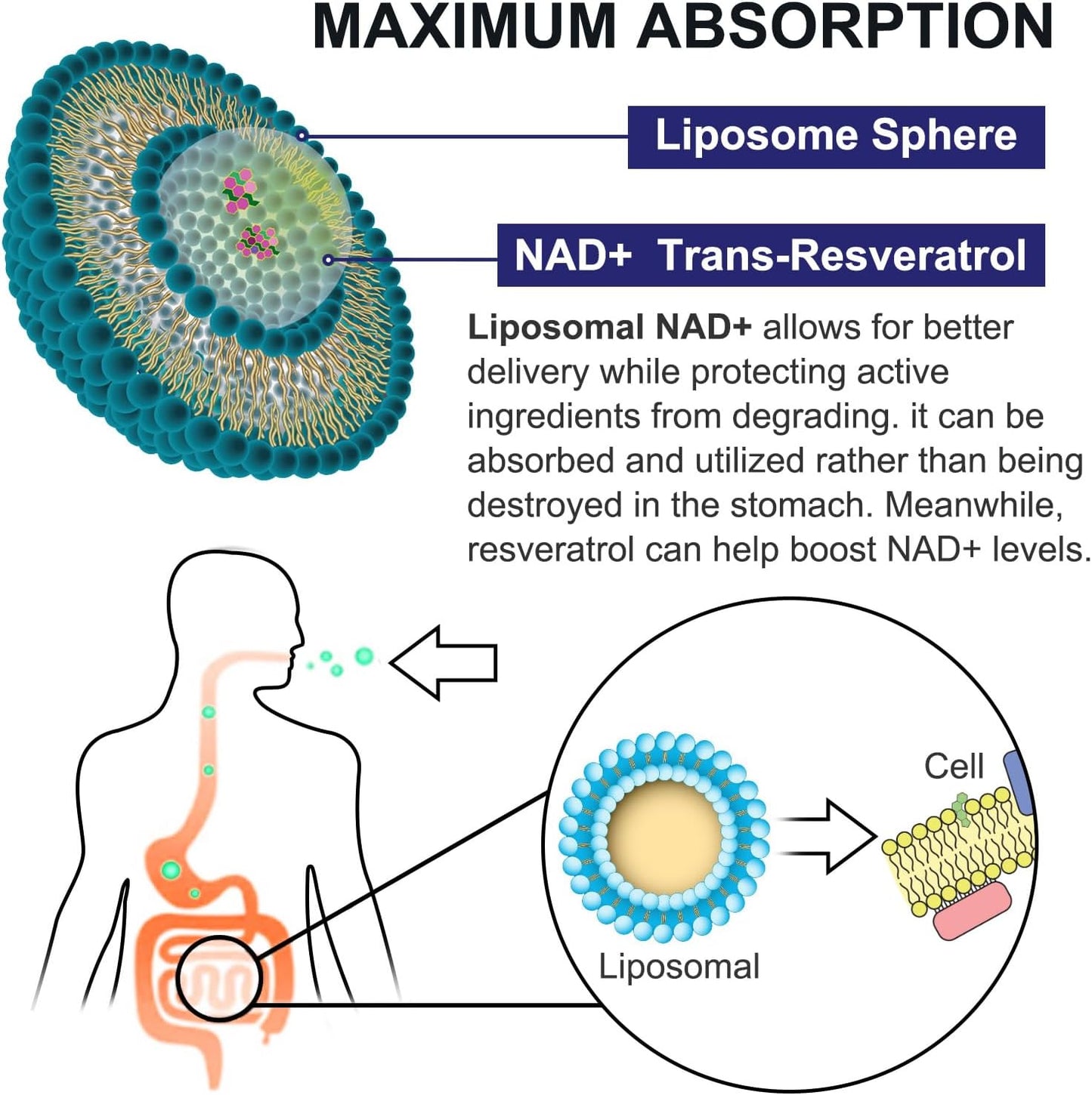 Liposomal NAD+ Supplement with Trans Resveratrol 90mg - 60 Softgels