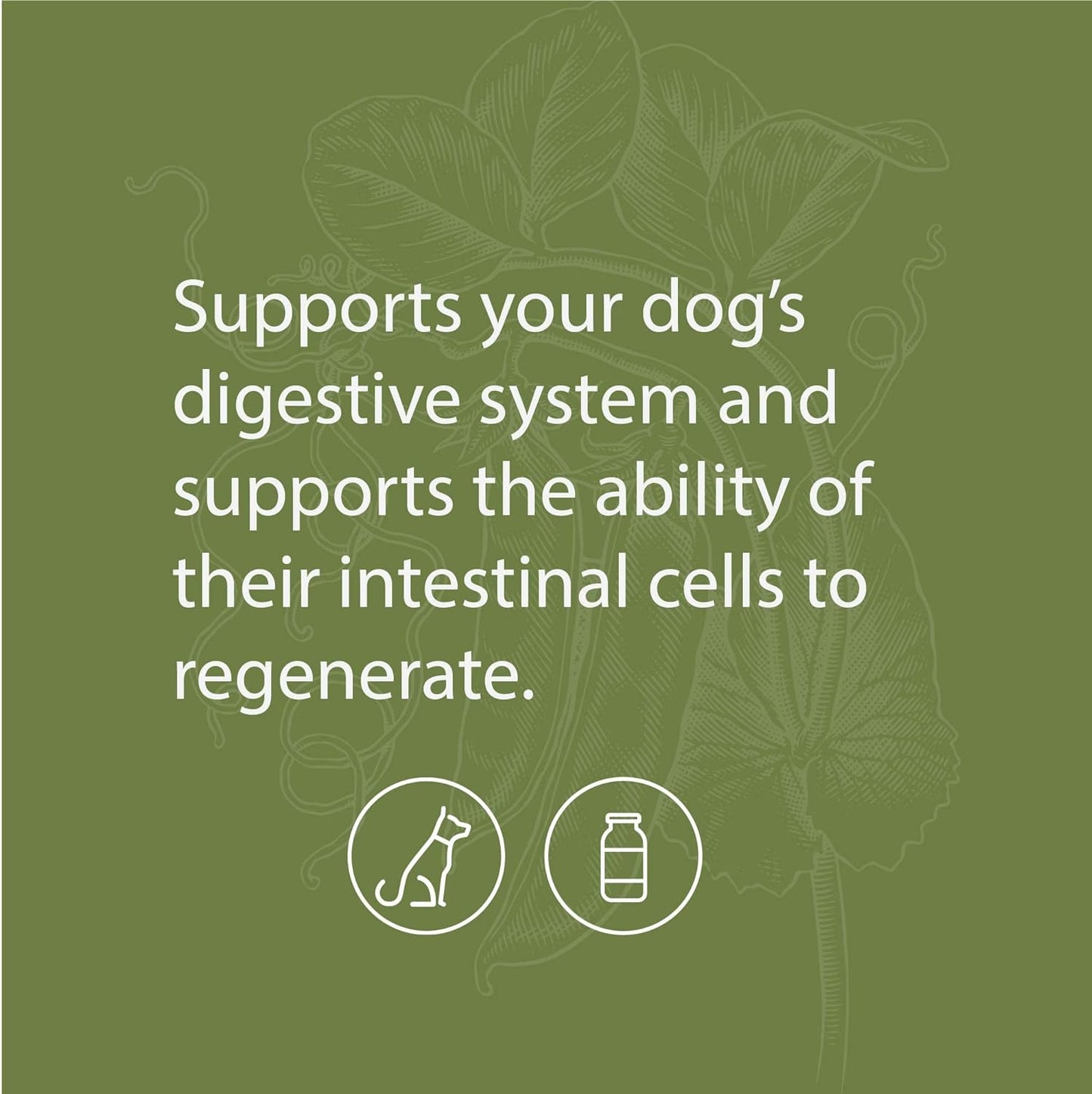 Standard Process - Canine Enteric Support - 30 Grams