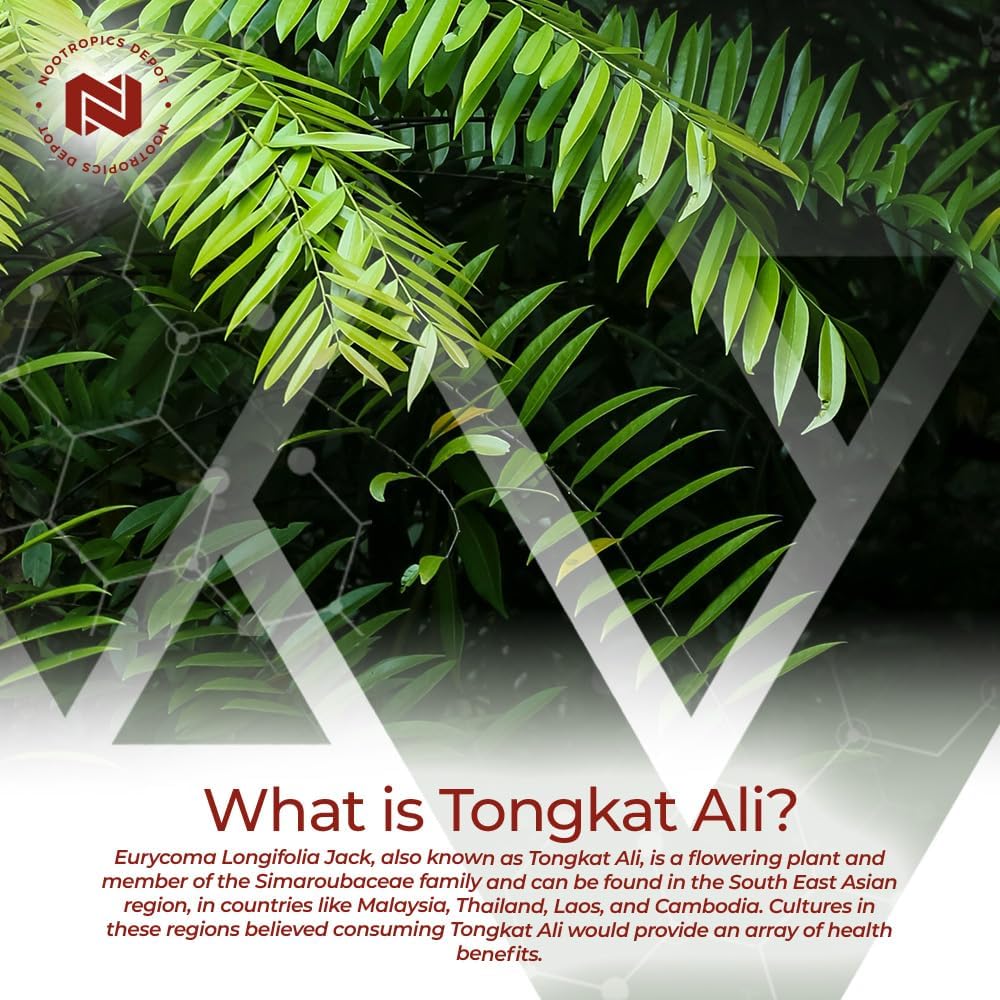 Nootropics Depot Tongkat Ali Extract  60 Capsules